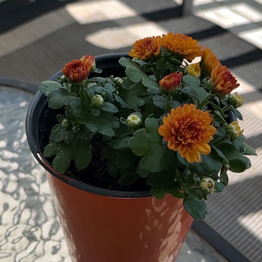 Potted Giant Crego Aster with orange flowers and green leaves.