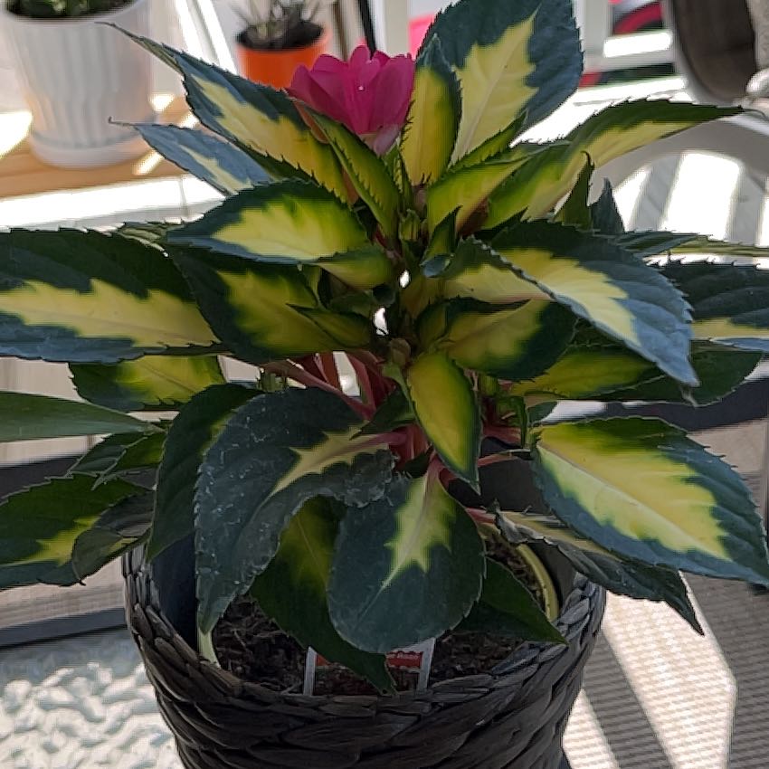 New Guinea Impatiens plant with variegated leaves and a visible flower in a pot.