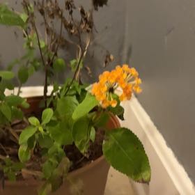 Photo of the plant species Sweetscented Marigold by @FreeGrass68 named Hemingway on Greg, the plant care app