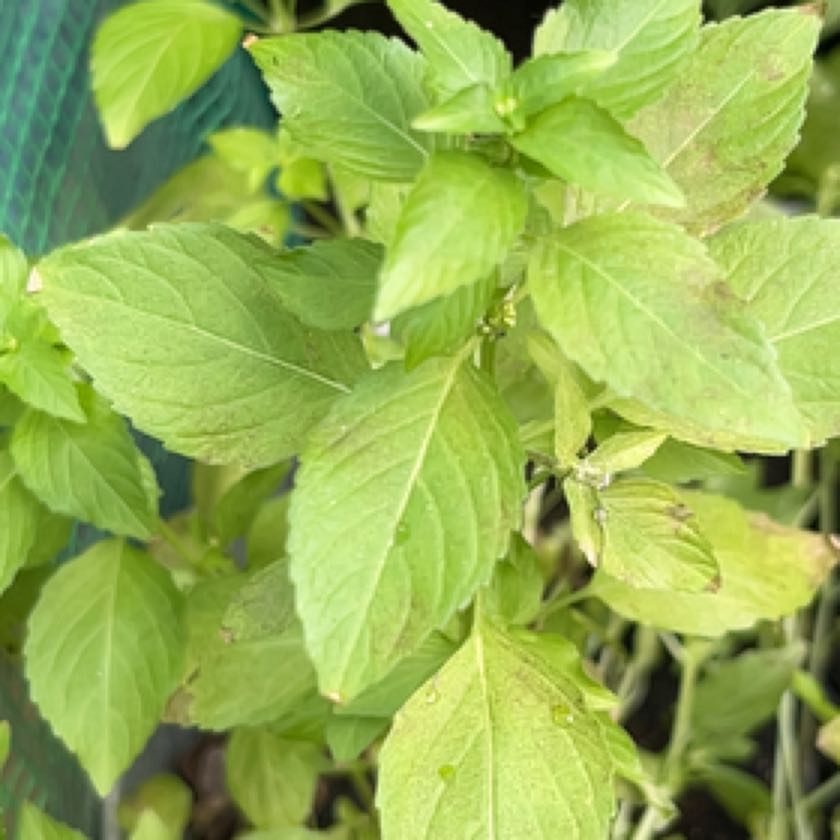 Photo of the plant species Annual Mercury by @FitBaytree56 named Sahara on Greg, the plant care app