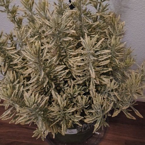 Photo of the plant species Lavender Mint Julep by @TryTearose97 named Navajo on Greg, the plant care app