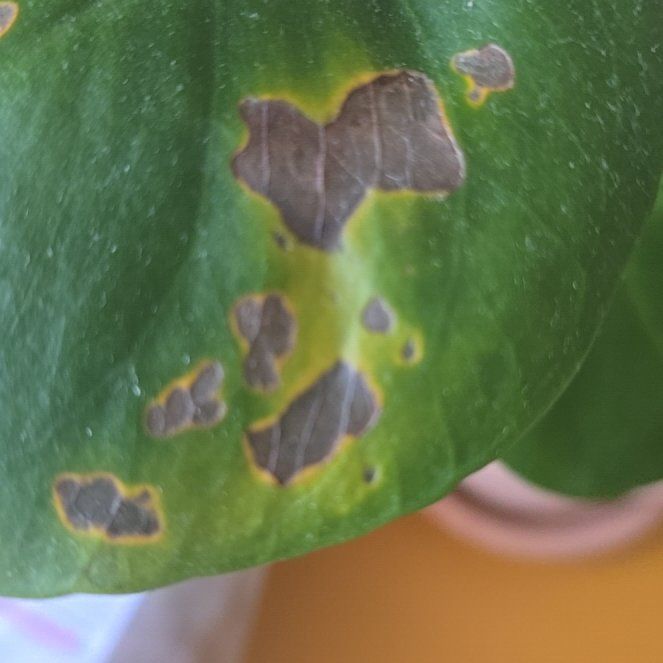 Photo of the plant species Indian Lettuce by @ChirpyBlacksage named Sproutacus on Greg, the plant care app