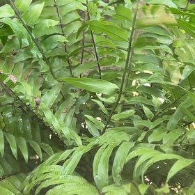Photo of the plant species Shining Spleenwort by @RadJade5 named Gates on Greg, the plant care app