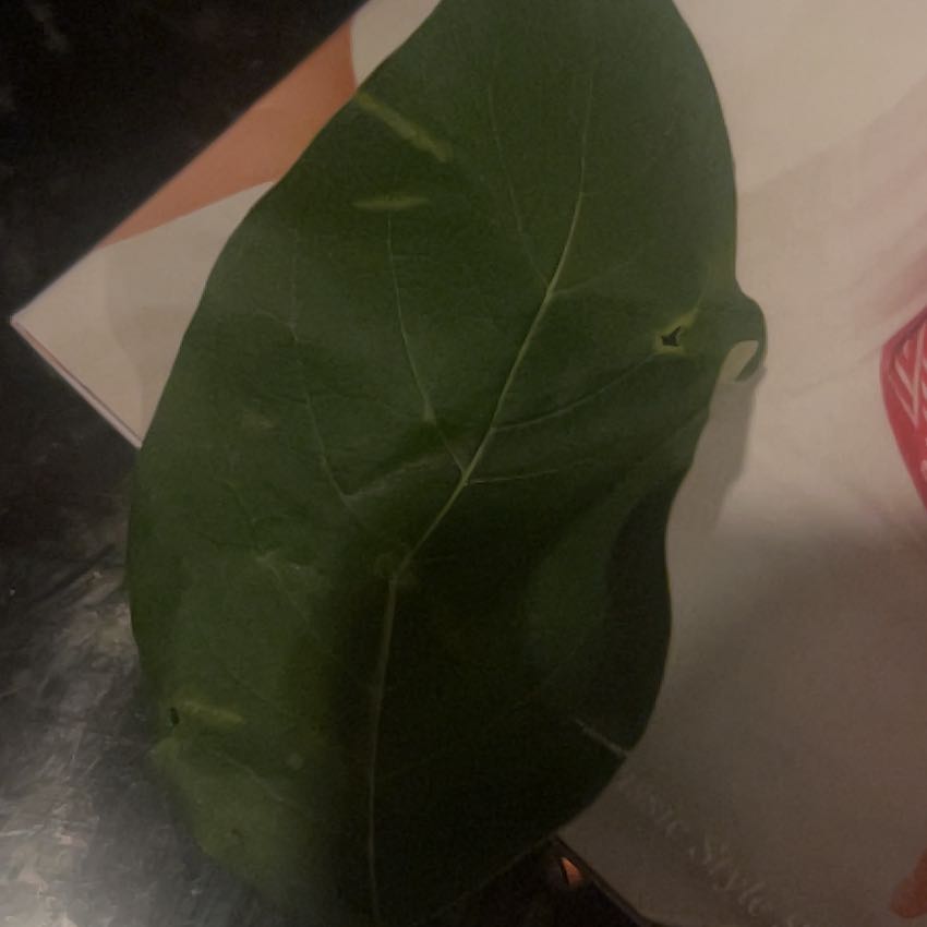 Photo of the plant species Seagrape by @DeanMorombe8 named Prince on Greg, the plant care app