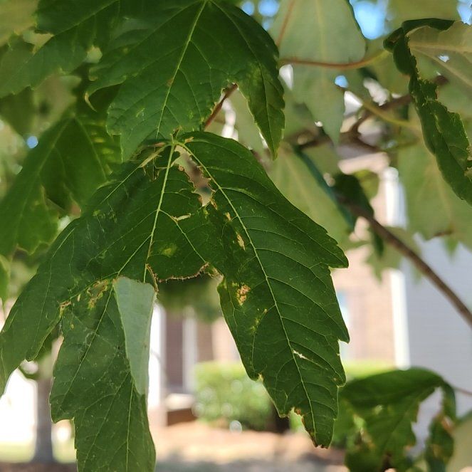 Photo of the plant species Silverleaf Maple by @KindDracopis40 named Gomez on Greg, the plant care app