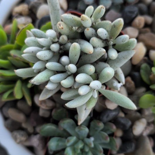 Photo of the plant species Spearleaf Stonecrop by @BigPomelo86 named Walt on Greg, the plant care app