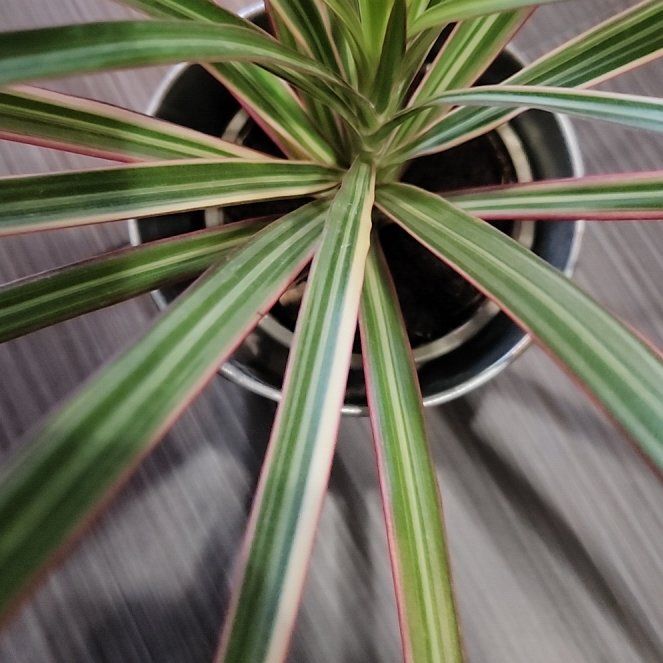 Photo of the plant species Dracaena marginata 'Bicolor' by @UnrivalledTawa6 named Estrelada on Greg, the plant care app