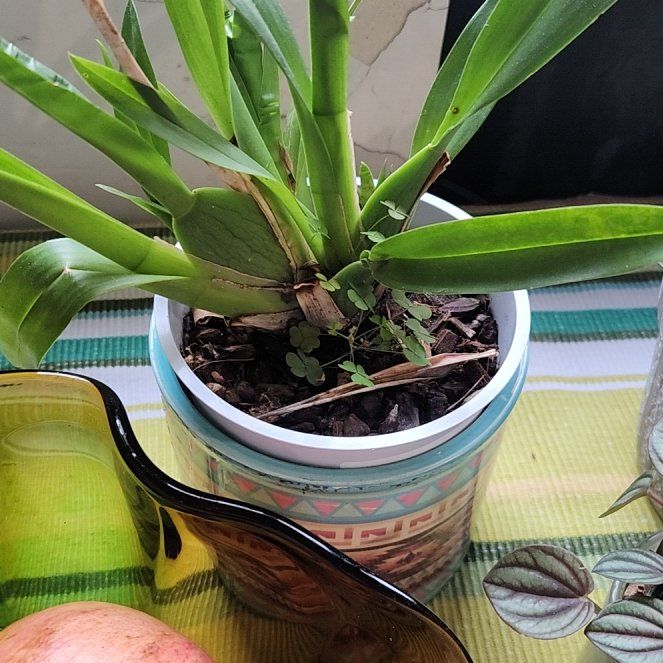 Photo of the plant species Cambria Orchid by @UnrivalledTawa6 named Darwin on Greg, the plant care app