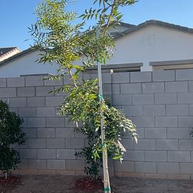 Photo of the plant species Red Push Pistache by @ExaltedNikkofir named Roots on Greg, the plant care app