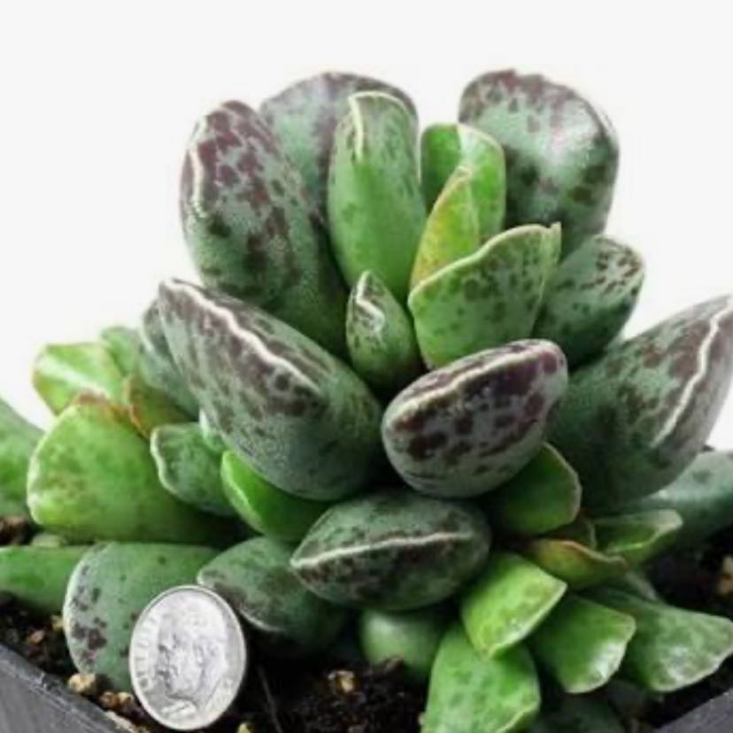 Photo of the plant species Plover Eggs Plant by @vik.torija_ named Sigmund on Greg, the plant care app