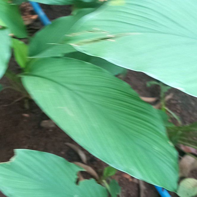 Photo of the plant species Cigar Plant by @JoyfulFeijoa10 named Gaga on Greg, the plant care app