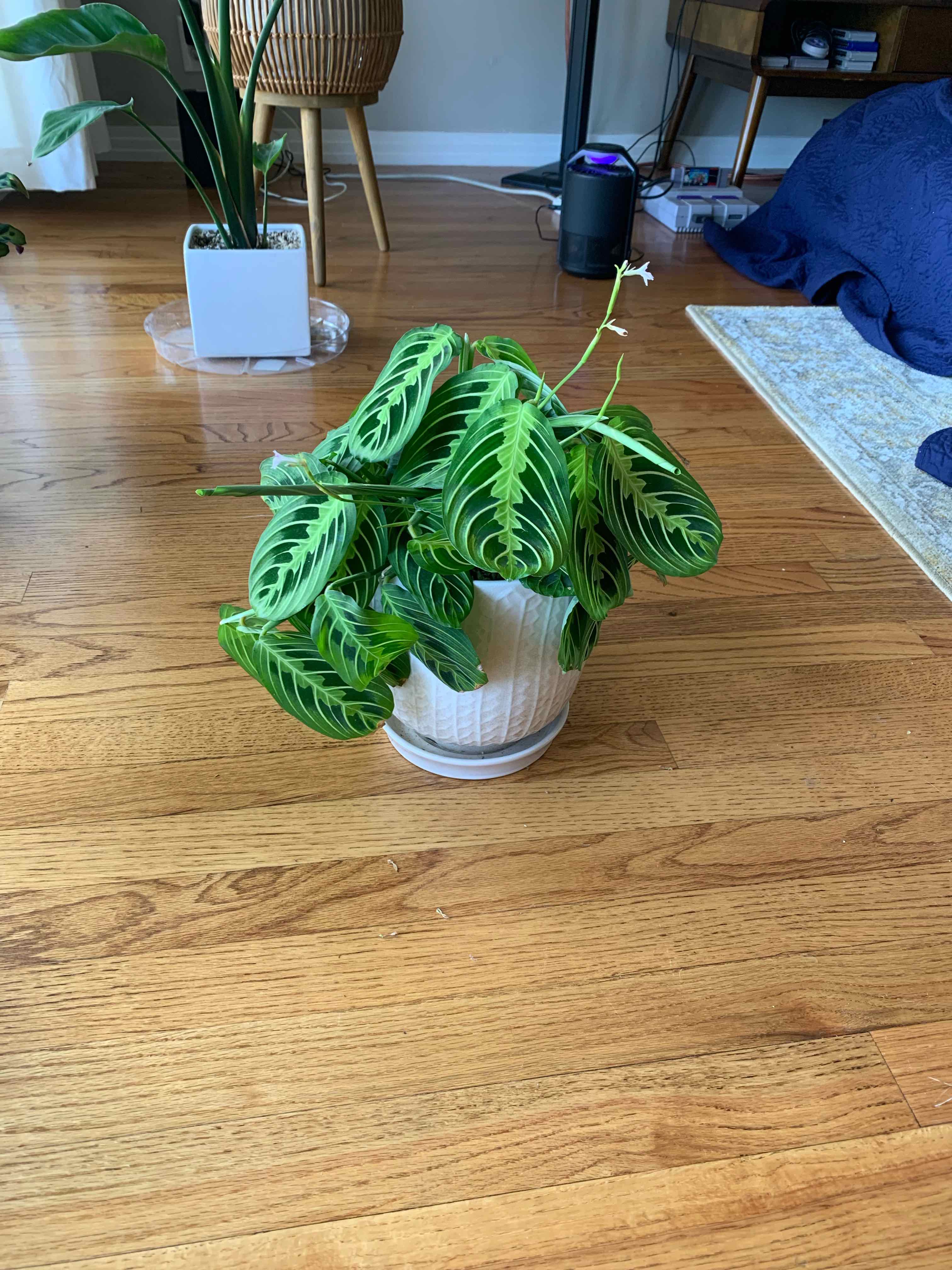 Healthy green prayer plant with lush foliage and prominent white veins, in a white ceramic pot on a wooden table.