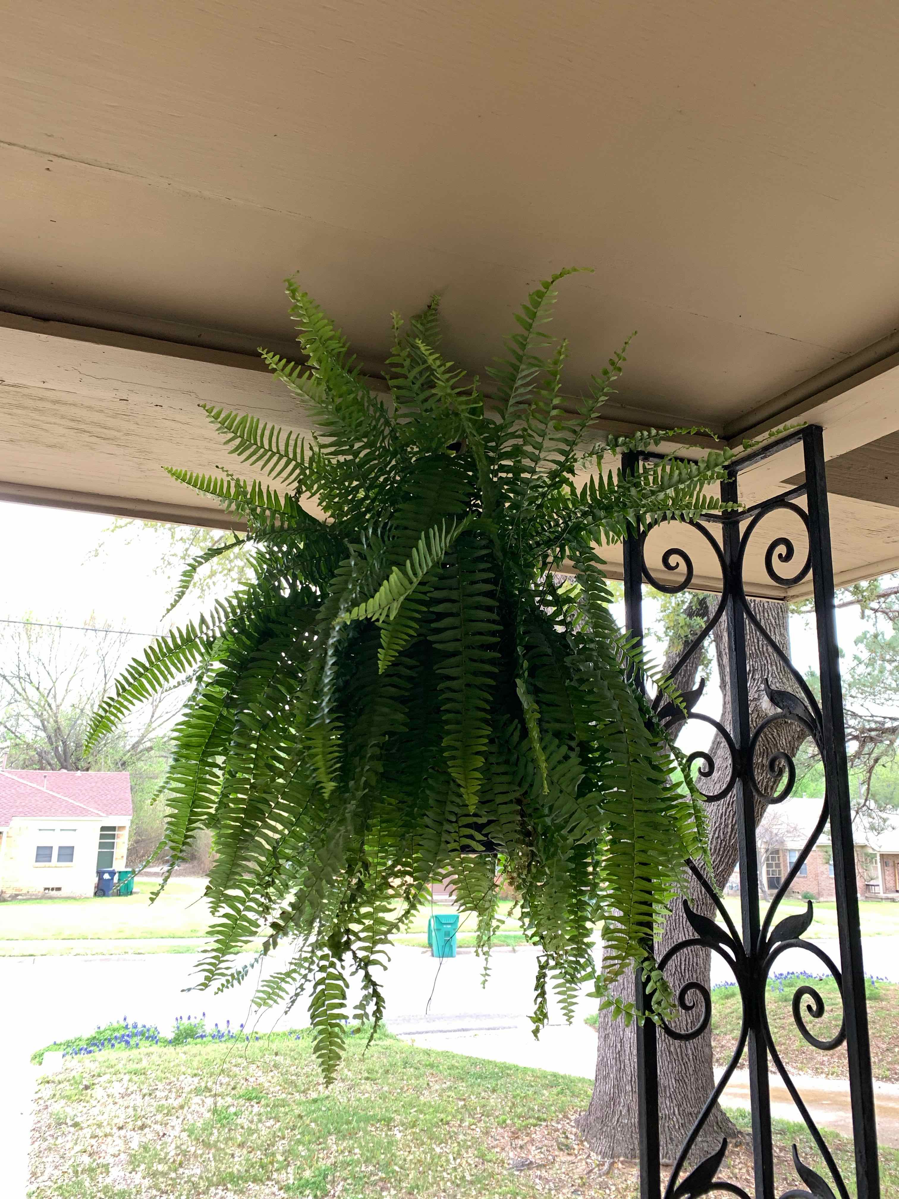 A large, healthy Boston fern hangs from a porch ceiling, with lush green fronds free of discoloration or disease.