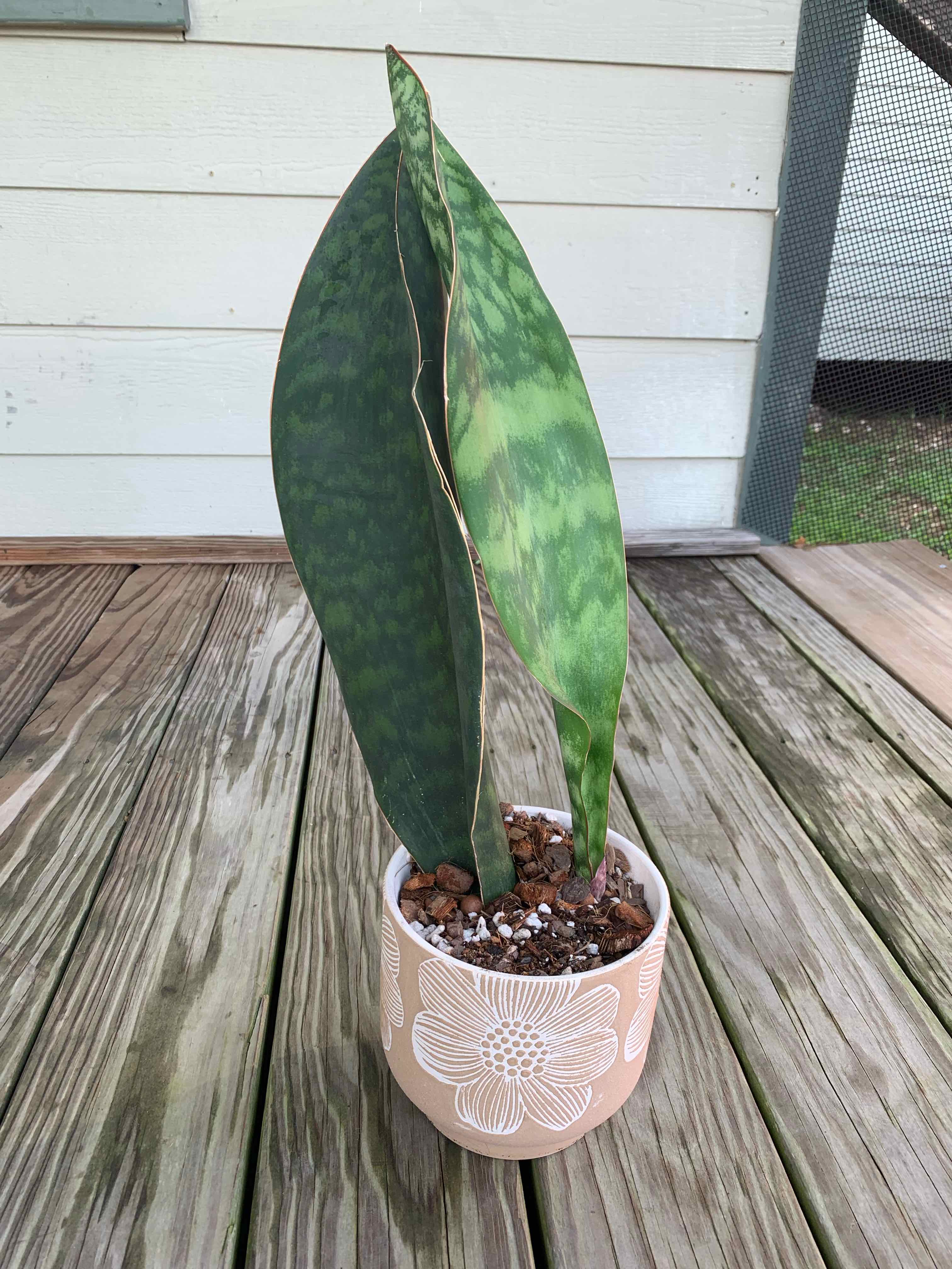 Whale Fin Snake Plant in a decorative pot with one leaf showing browning edges.