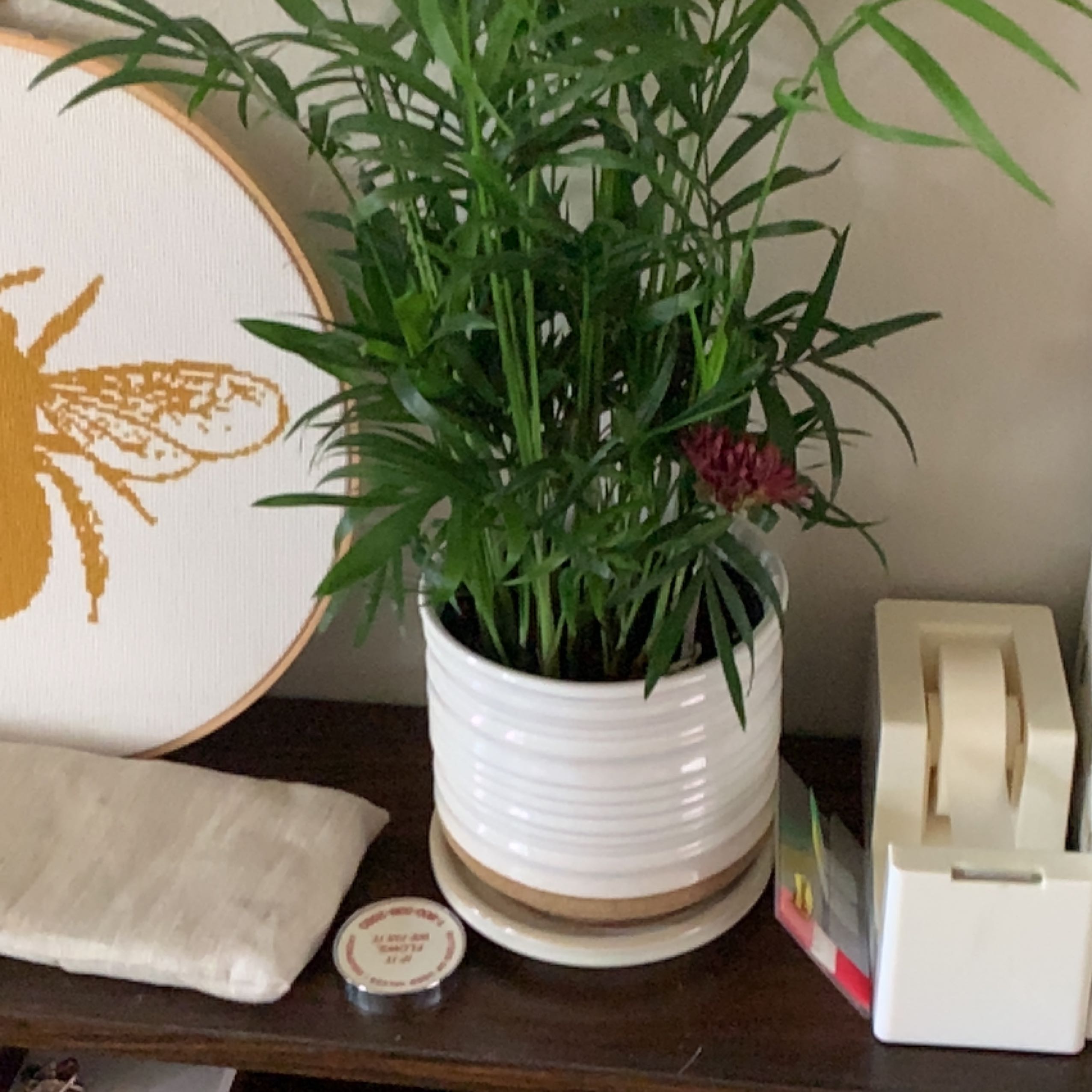 A healthy parlour palm plant with lush green foliage in a white ceramic pot, set on a wooden surface with decorative items.