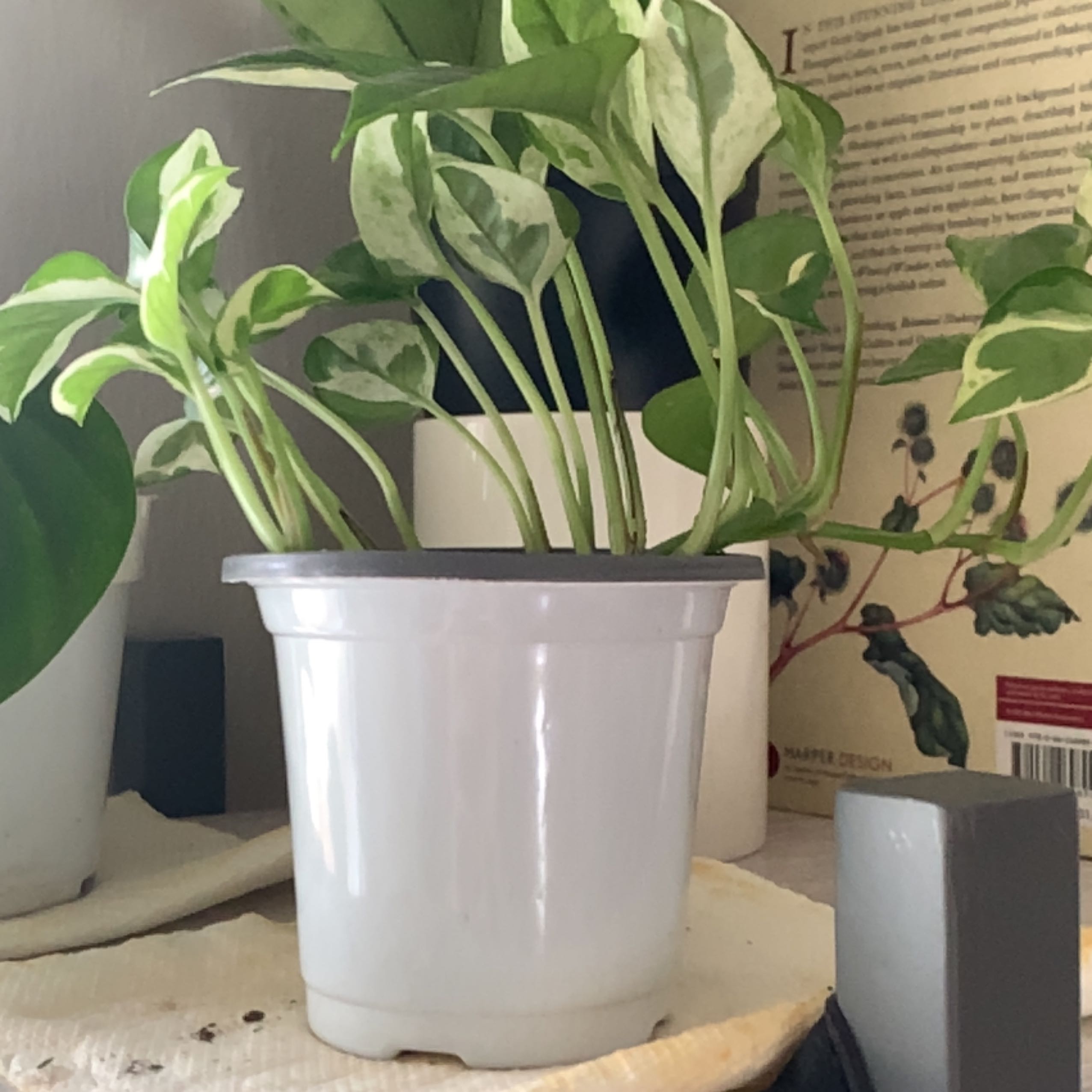 Potted Silver Snake Plant with variegated leaves, healthy appearance.