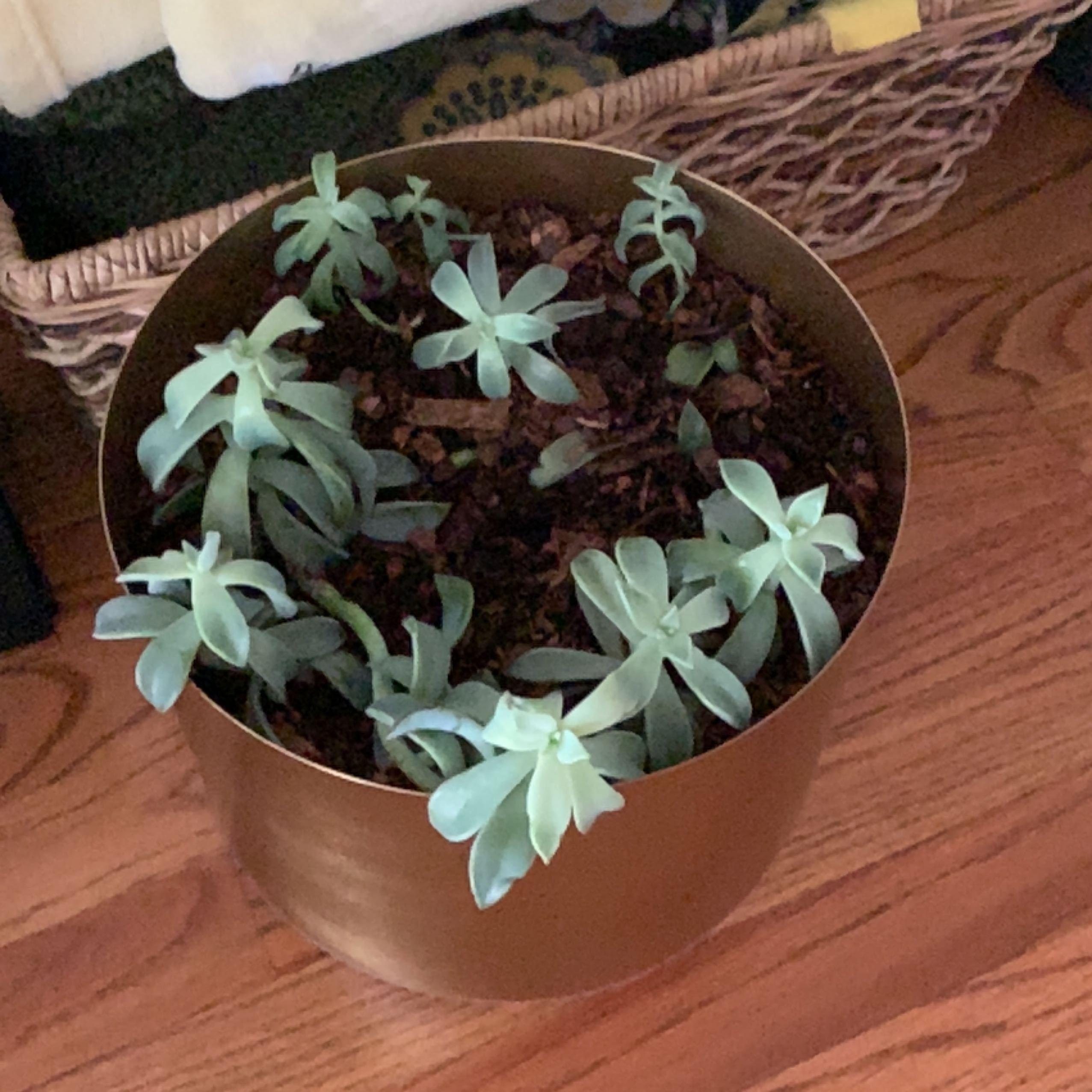 Potted Ghost Plant with multiple rosettes, healthy and well-framed.