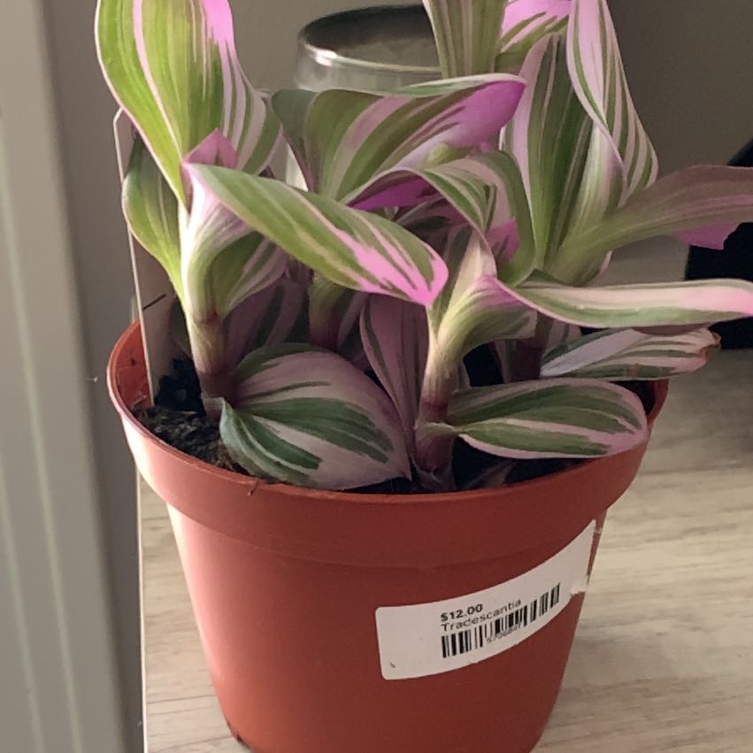 Vibrant, healthy Moses-in-the-Cradle plant with variegated green, pink, and white striped leaves in a reddish-brown pot.