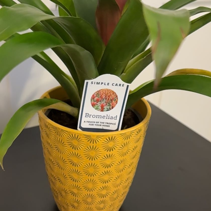 Photo of the plant species Bromeliad by @marissazee named BrumHedda on Greg, the plant care app