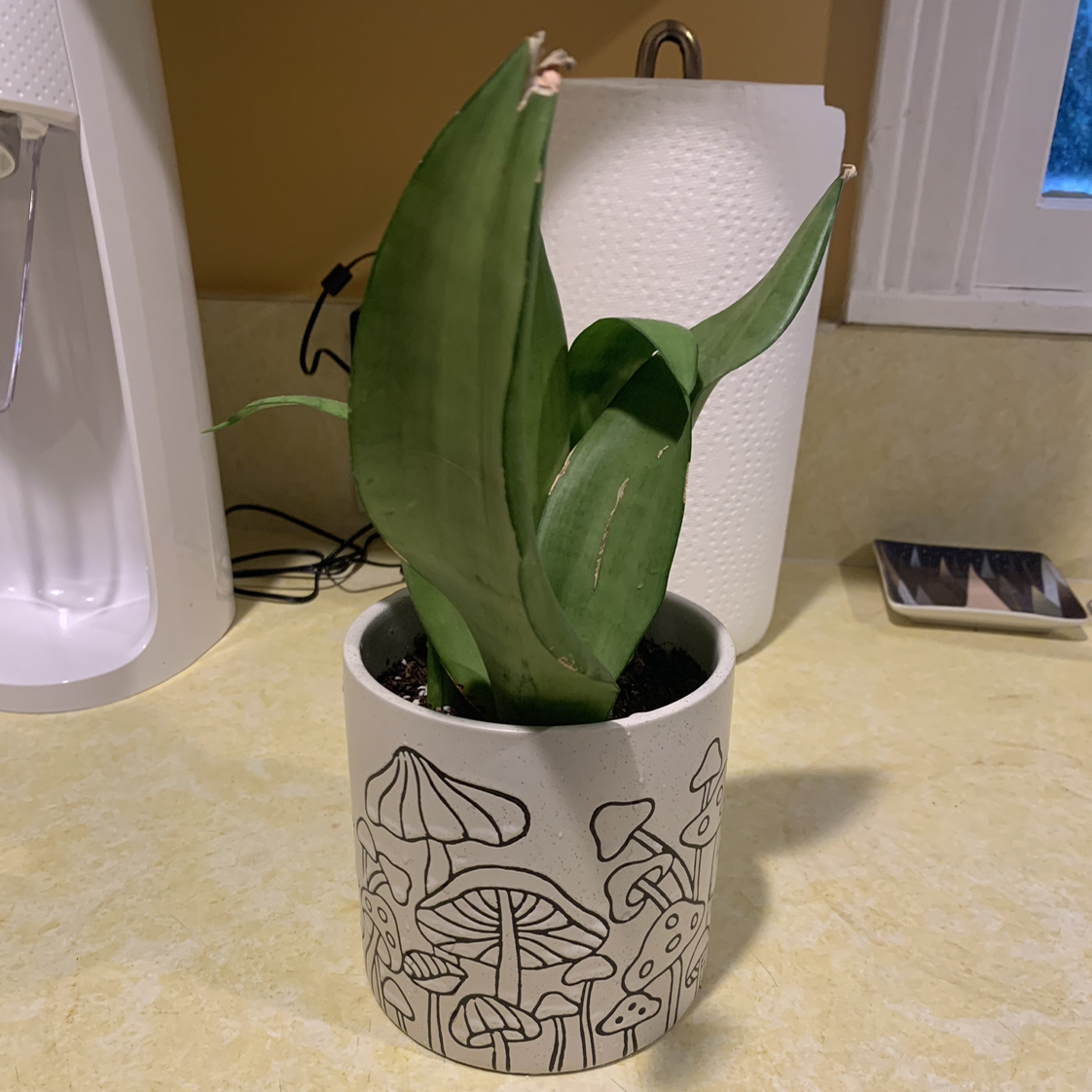 Silver Snake Plant in a decorative pot on a kitchen counter.