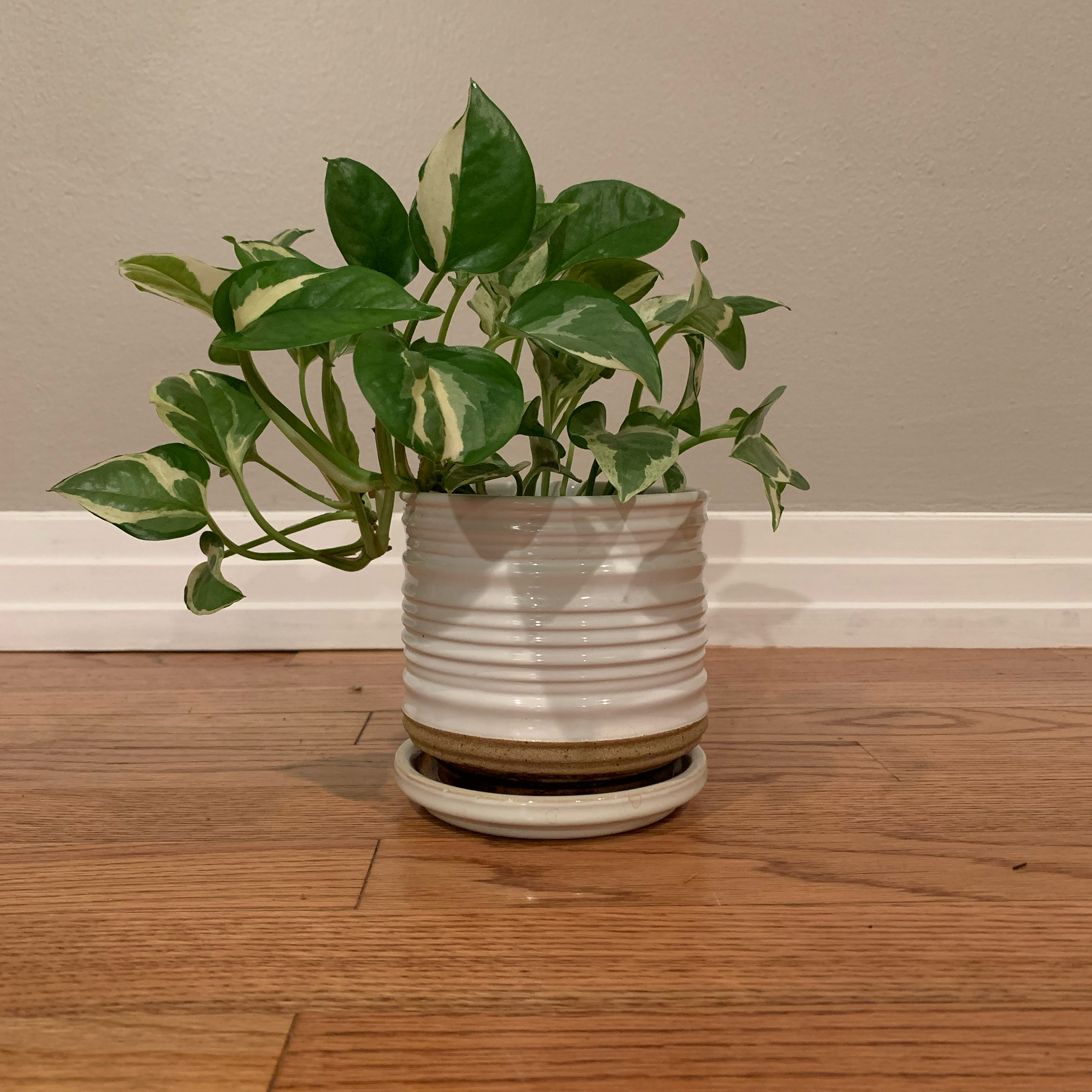 Pothos N' Joy plant in a white pot on a wooden floor, appearing healthy with variegated leaves.