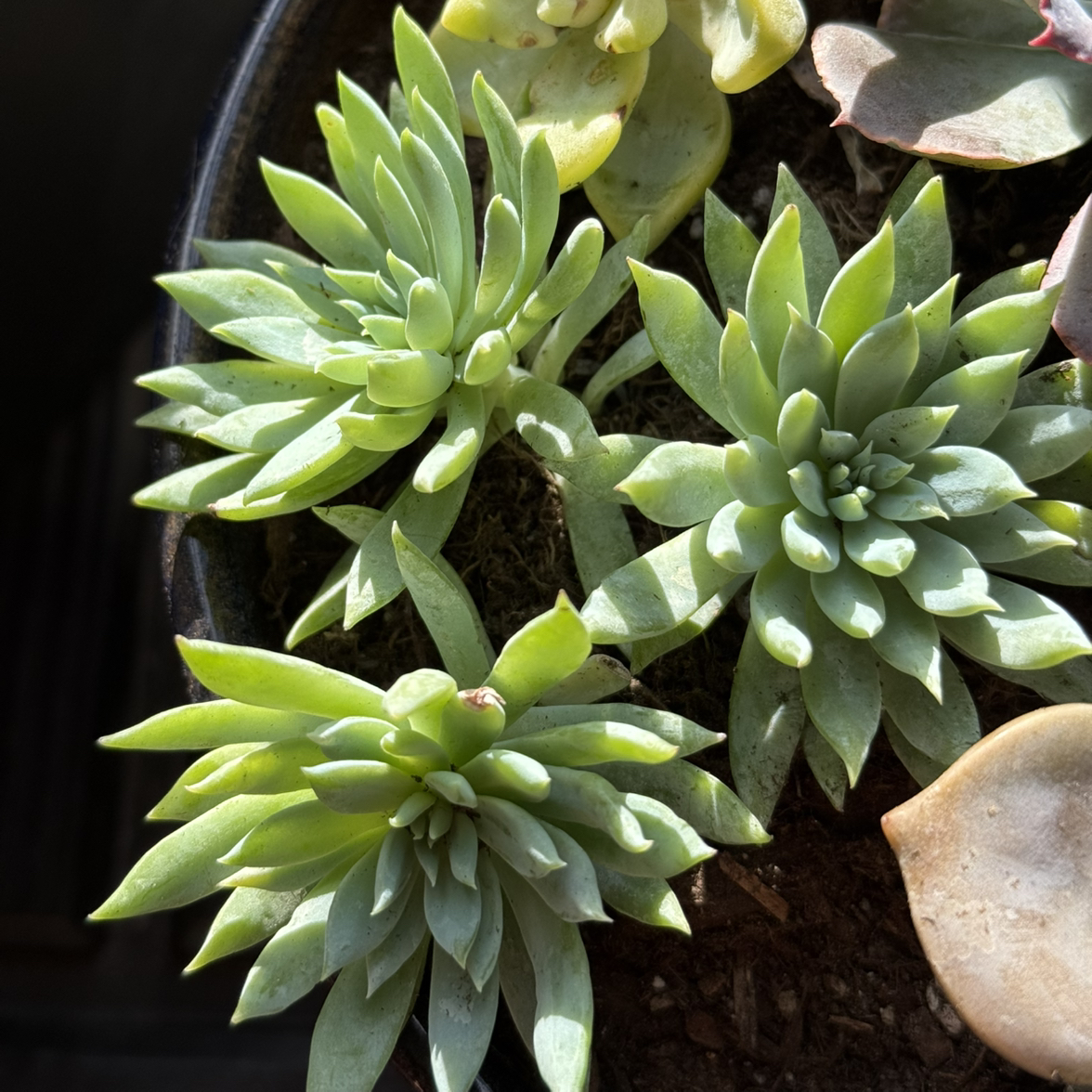 Photo of the plant species Sedeveria 'Fanfare' by @SereneLithops14 named Spike on Greg, the plant care app