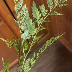 Photo of the plant species Black Spleenwort by @CaringRuby74 named Hemingway on Greg, the plant care app