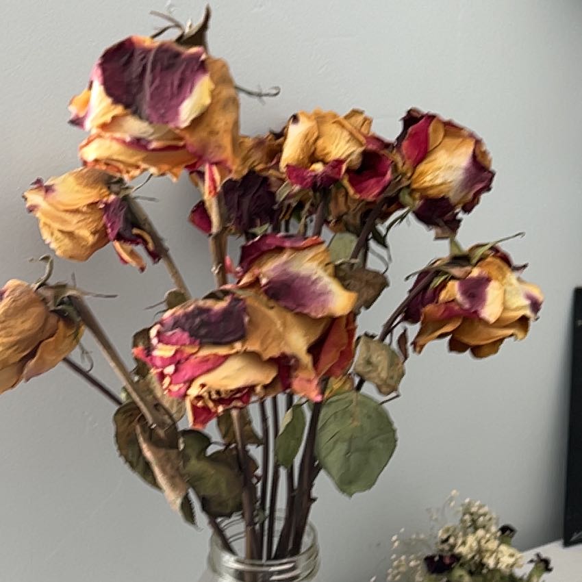 Photo of the plant species Atkinson's Tickseed by @ConsonantCat65 named Beyonce on Greg, the plant care app