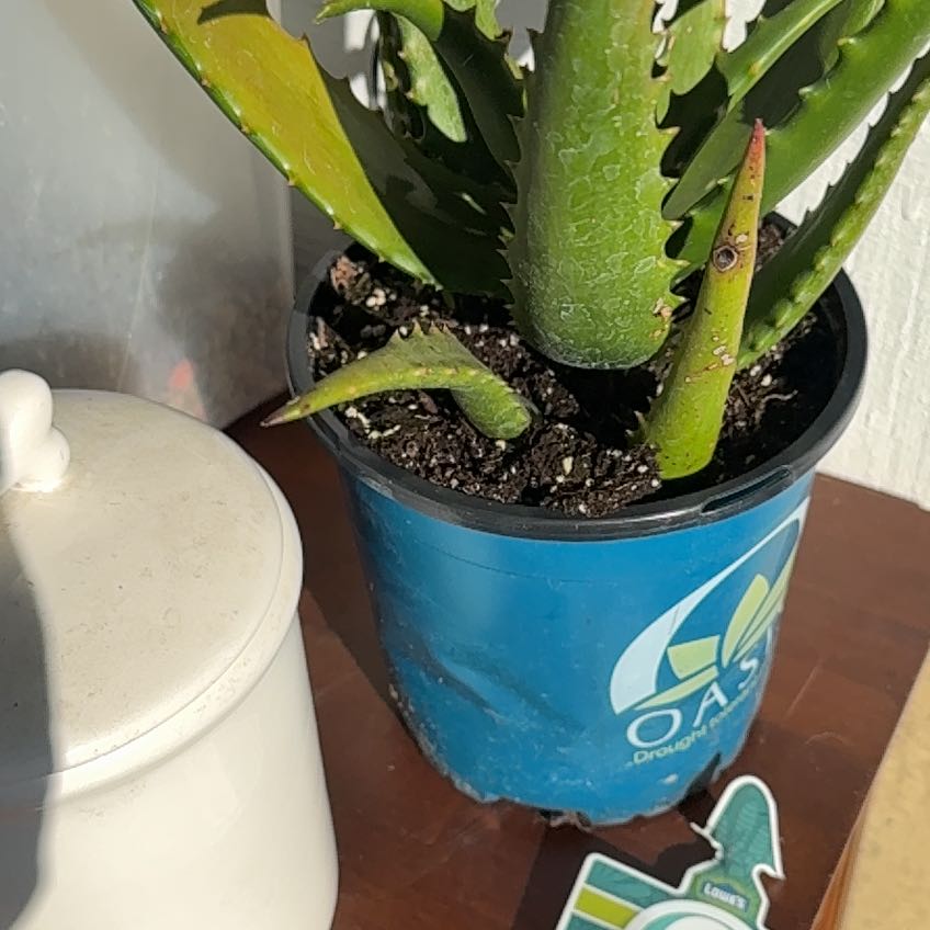 Photo of the plant species Starfish Aloe by @BeefyMandarin8 named Winter on Greg, the plant care app