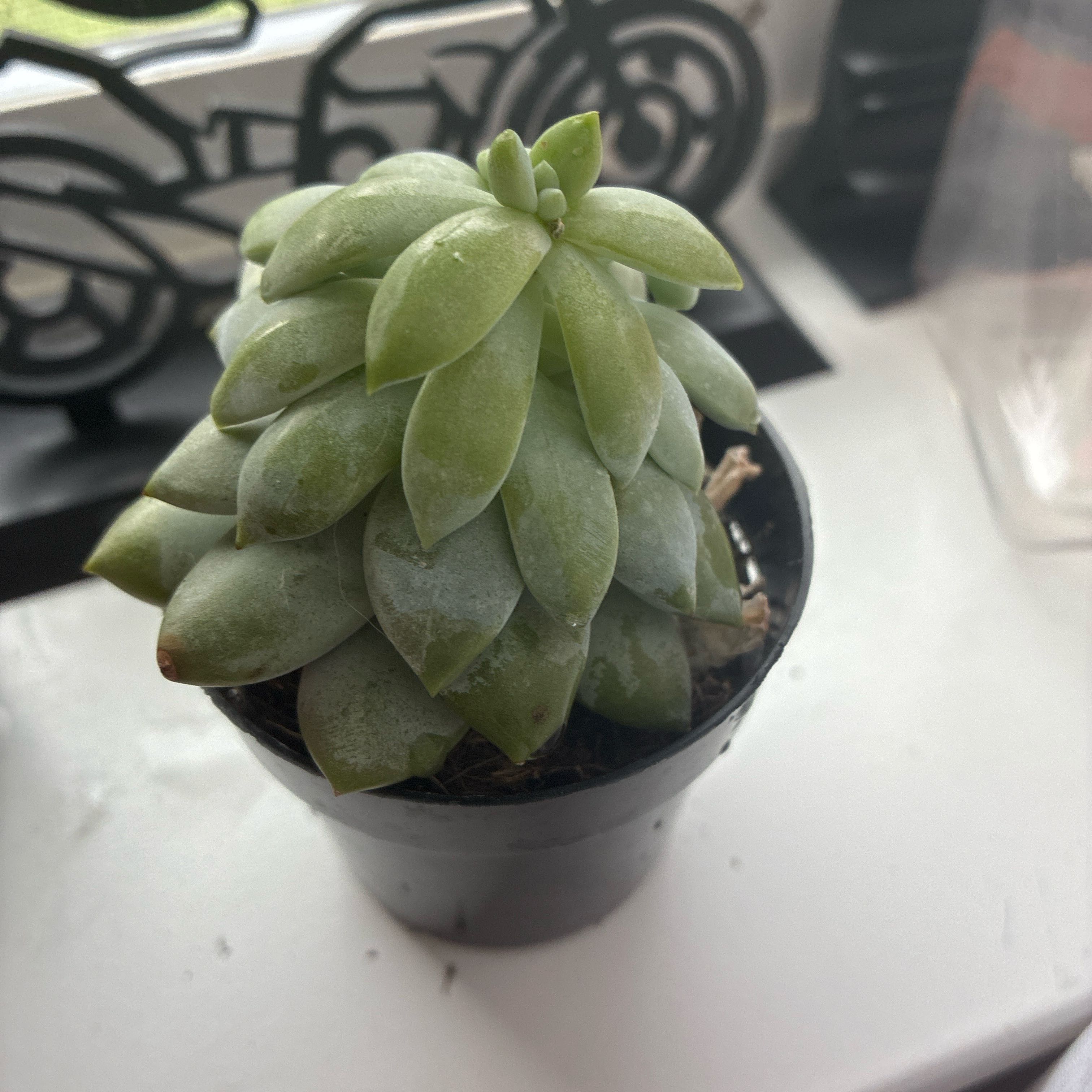 Photo of the plant species Sedeveria 'Lilac Mist' by @KindBrownspeony named Sprout on Greg, the plant care app