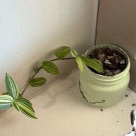 Photo of the plant species Wandering Jew by @SmoothLichen42 named Wj on Greg, the plant care app