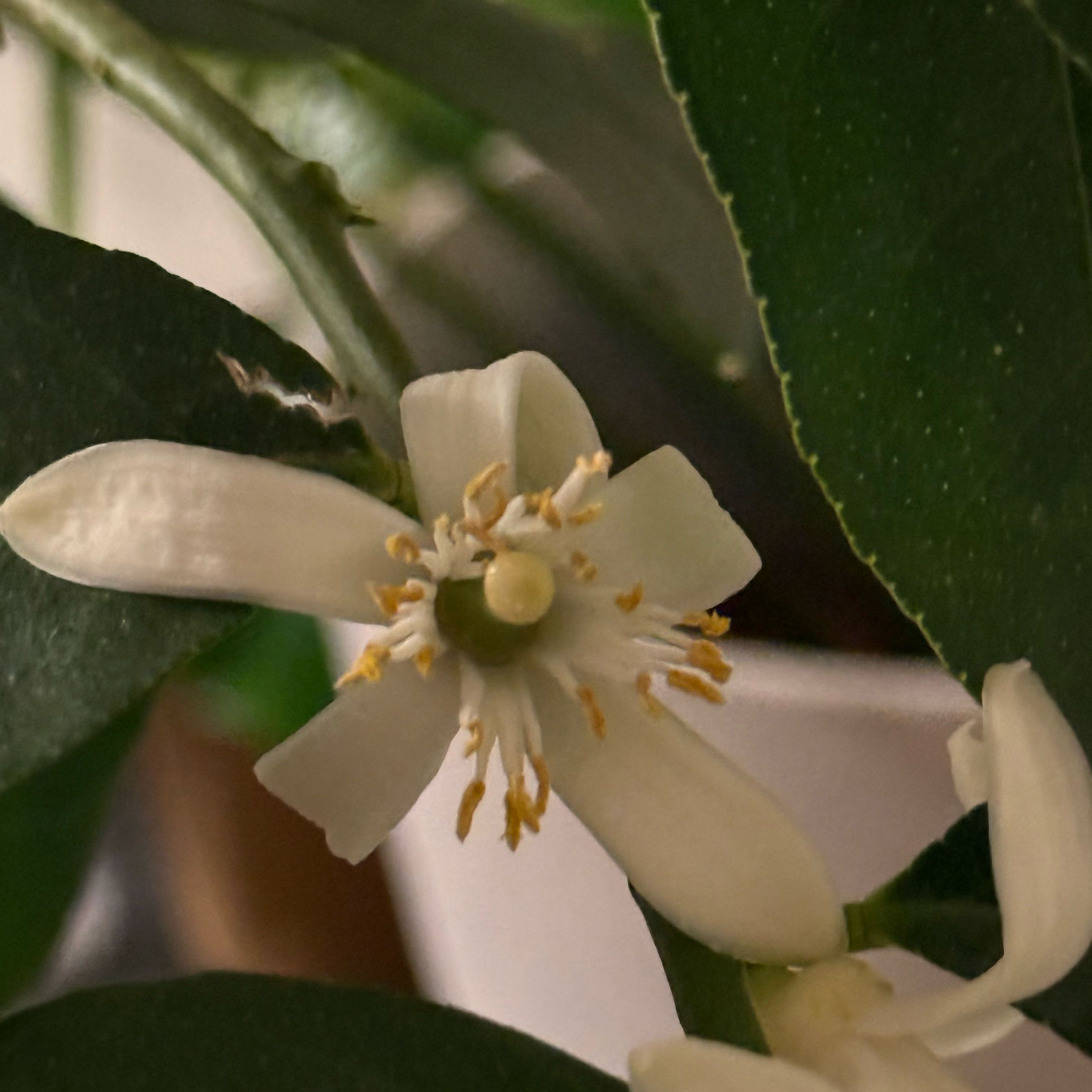 Photo of the plant species Dwarf Lisbon Lemon Tree by @FabMayten6 named Rihanna on Greg, the plant care app