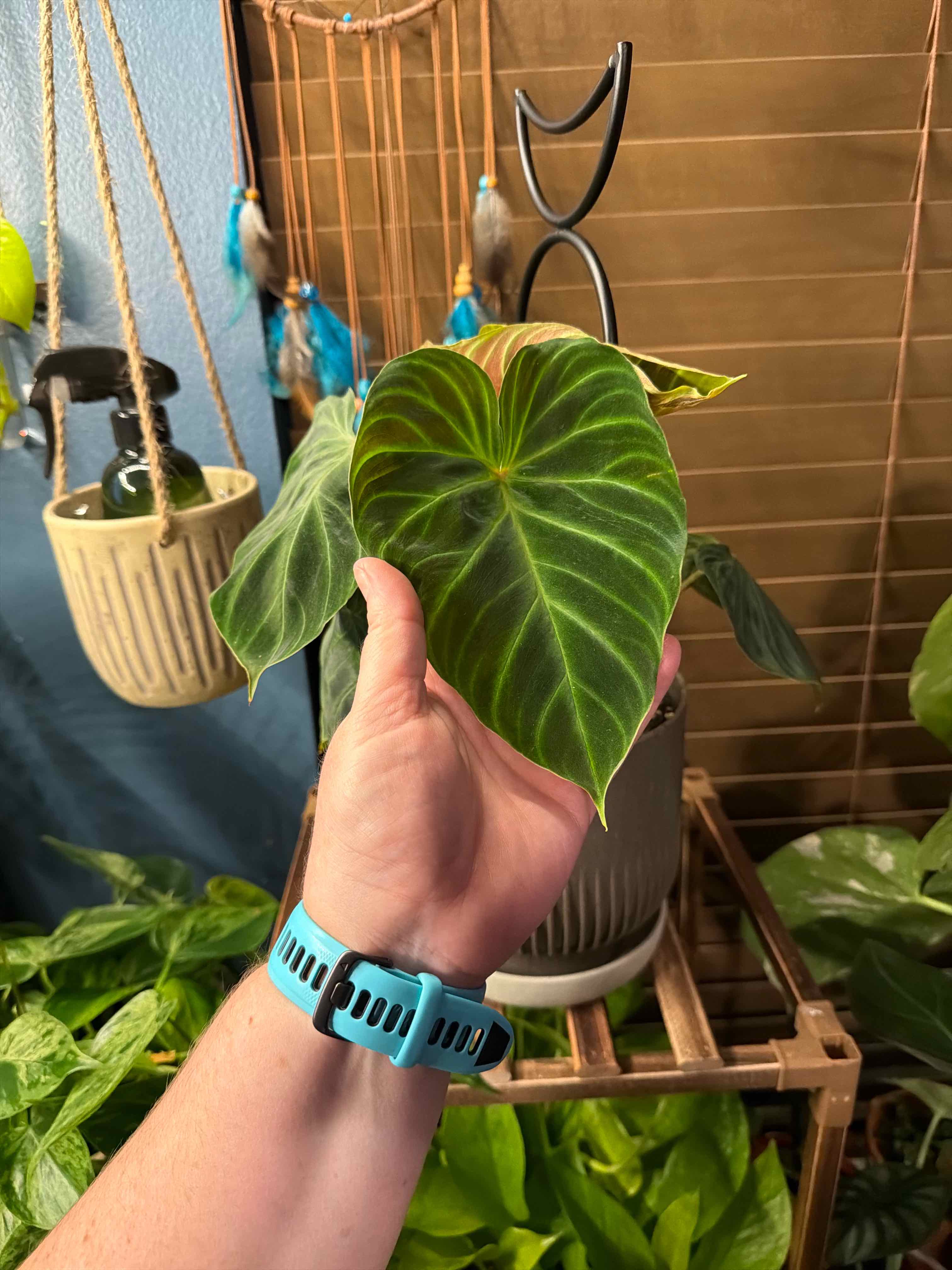 Photo of the plant species Philodendron verrucosum 'Tambillo' by @FaultlessMayten named Kendall on Greg, the plant care app