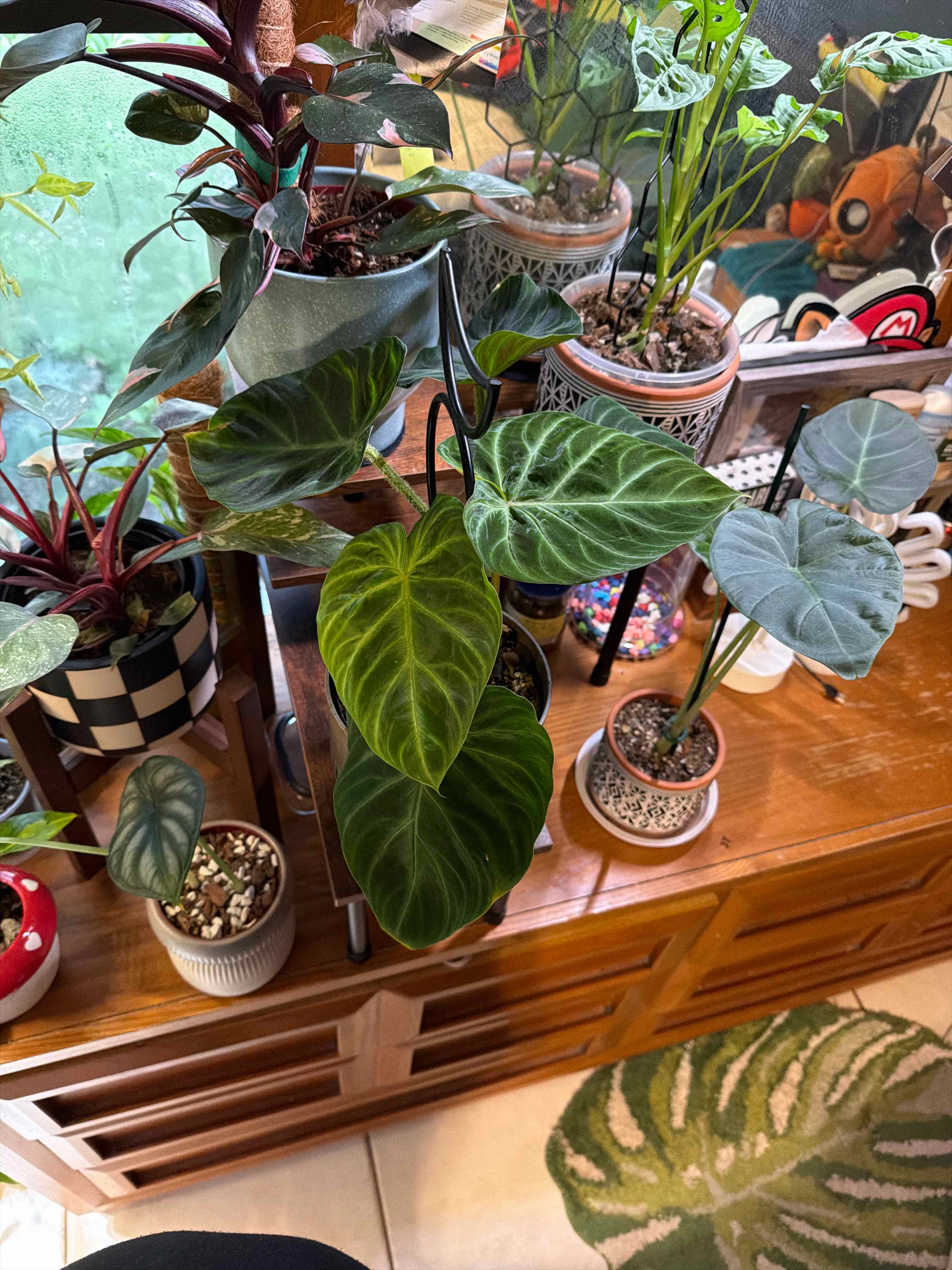 Photo of the plant species Philodendron verrucosum 'Tambillo' by @FaultlessMayten named Kendall on Greg, the plant care app