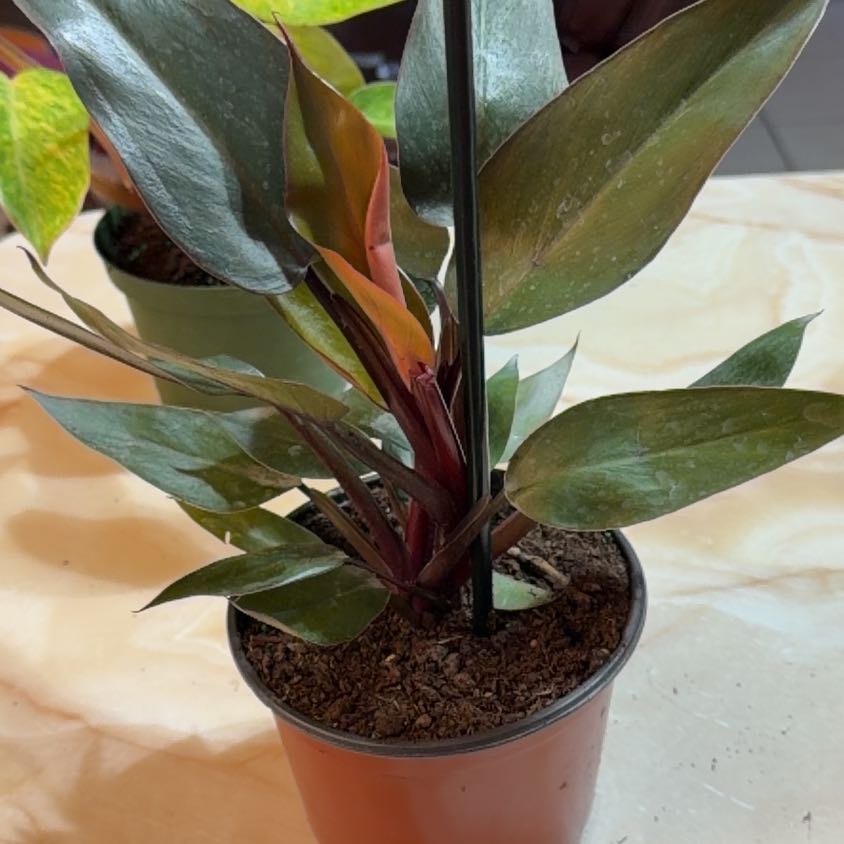 Photo of the plant species Philodendron Dark Lord by @FaultlessMayten named Vader on Greg, the plant care app