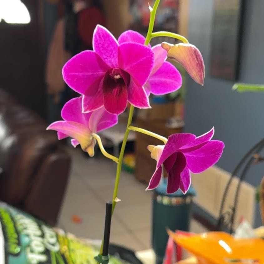 Photo of the plant species Dendrobium Orchid by @FaultlessMayten named Sherlock on Greg, the plant care app