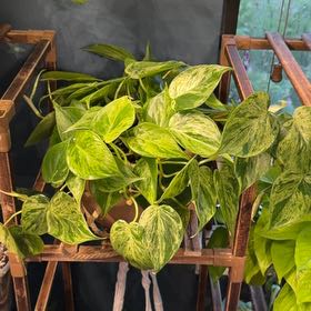 Photo of the plant species Varigated Heart Leaf Philodendron by @FaultlessMayten named Bella on Greg, the plant care app