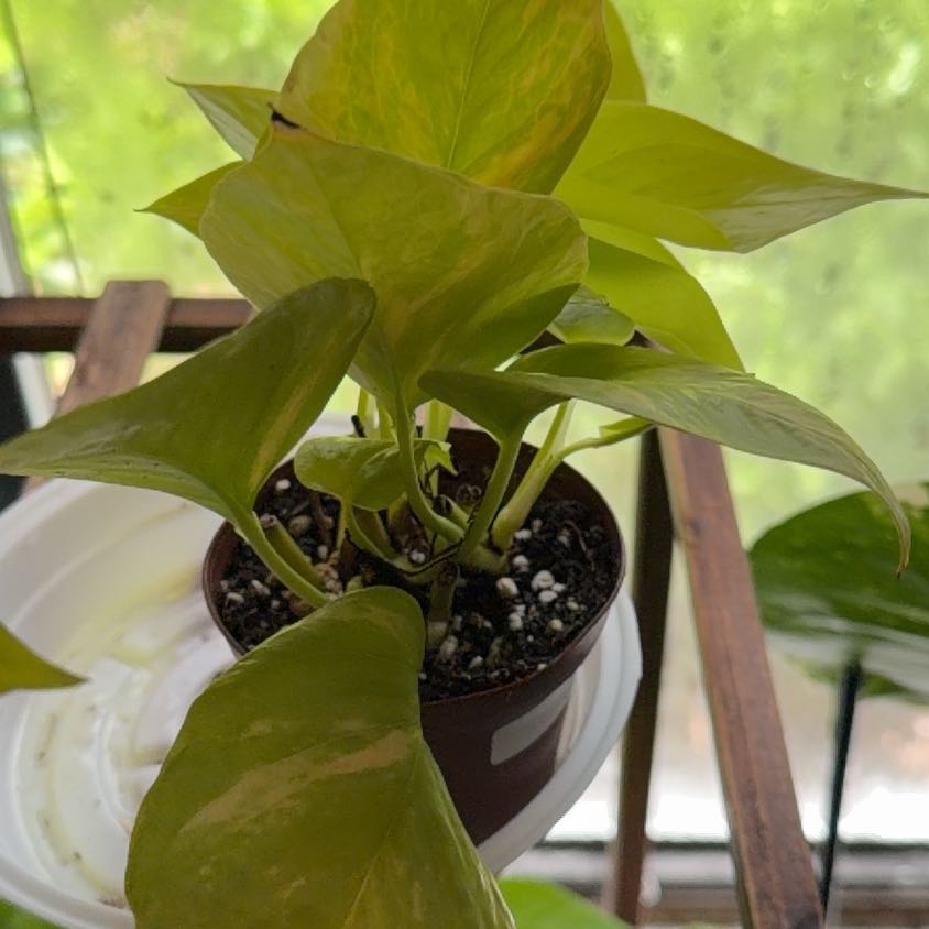Photo of the plant species Variegated Neon Pothos by @FaultlessMayten named Aristotle on Greg, the plant care app