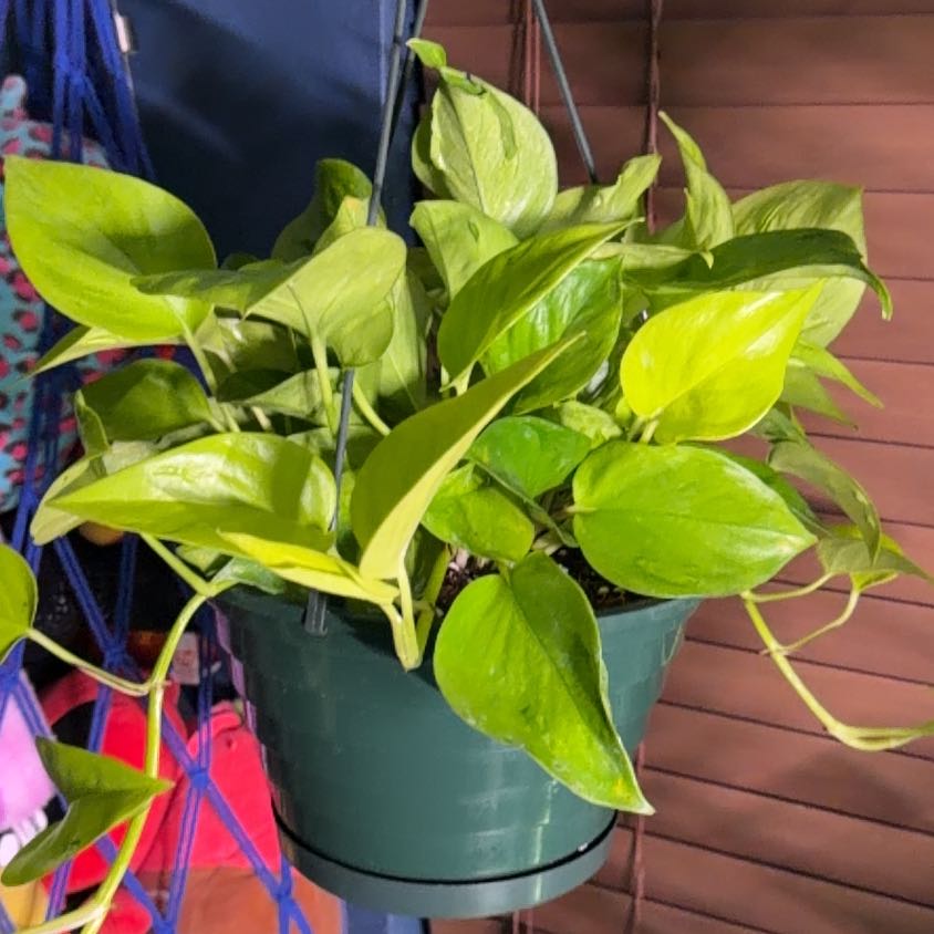 Photo of the plant species Teruno Champs-Elysees Pothos by @FaultlessMayten named Gregarious on Greg, the plant care app