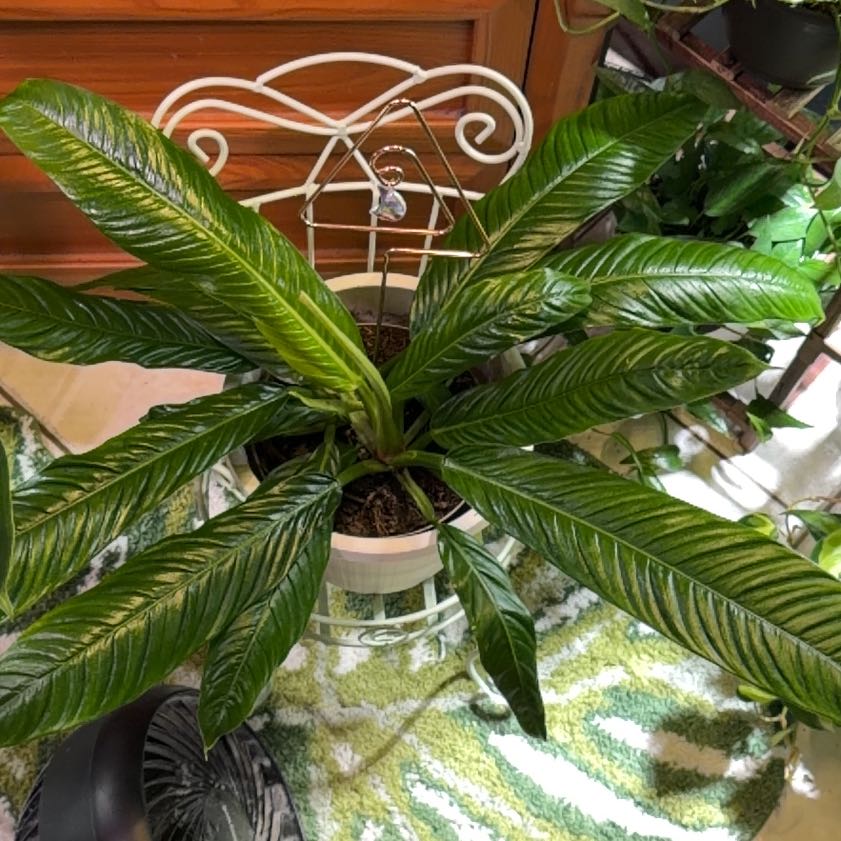 Photo of the plant species Philodendron campii 'Lynette' by @FaultlessMayten named Sanders on Greg, the plant care app