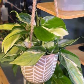 Photo of the plant species Silver Stripe Philodendron by @FaultlessMayten named Stripe on Greg, the plant care app