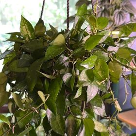 Photo of the plant species Hoya krohniana by @FaultlessMayten named Splash on Greg, the plant care app