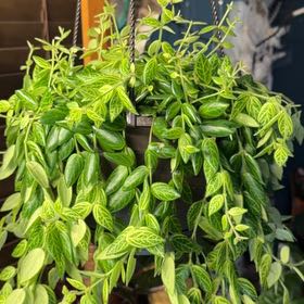 Photo of the plant species Red Elf Lipstick Plant by @FaultlessMayten named Sigmund on Greg, the plant care app