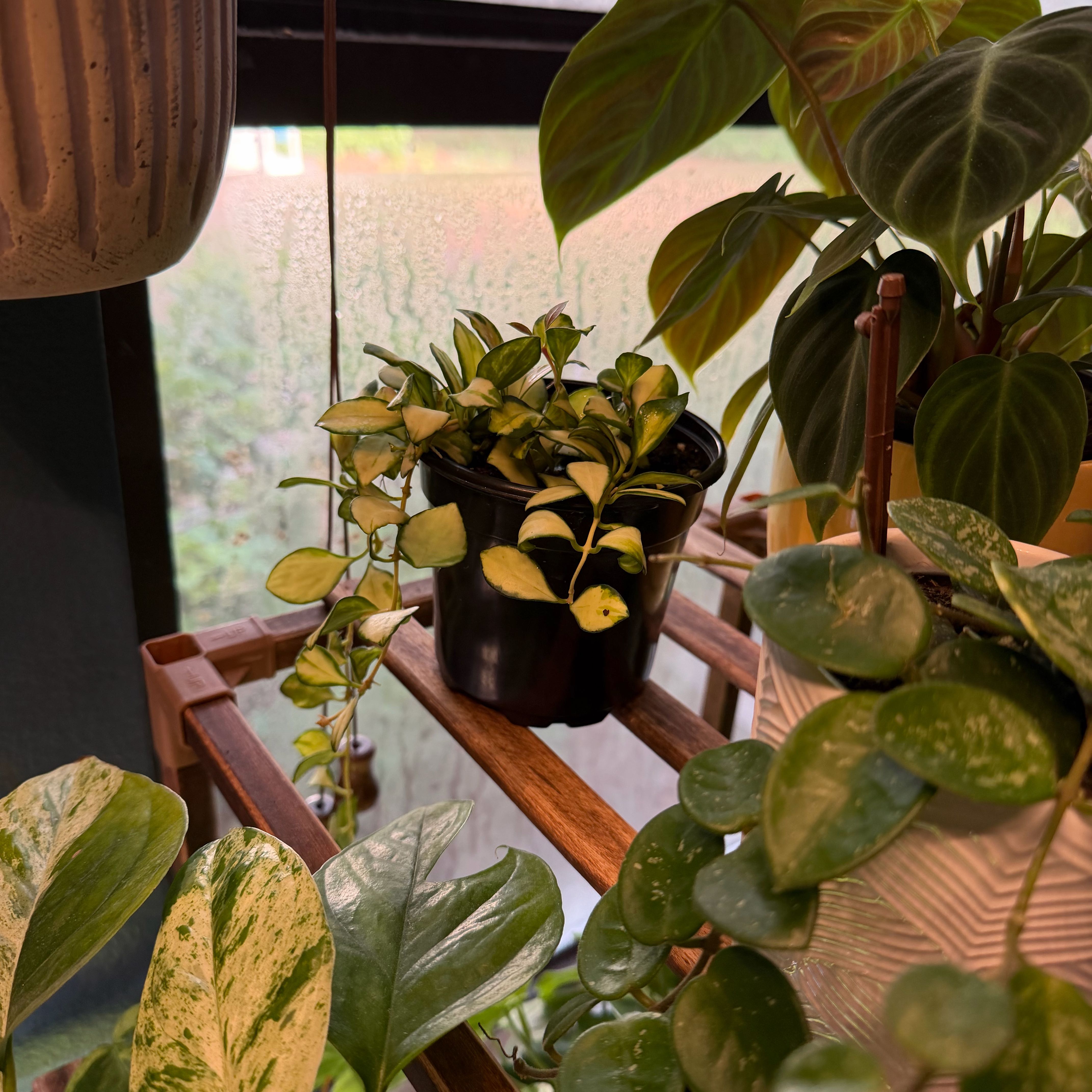 Photo of the plant species Hoya heuschkeliana variegata by @FaultlessMayten named Wilbur on Greg, the plant care app