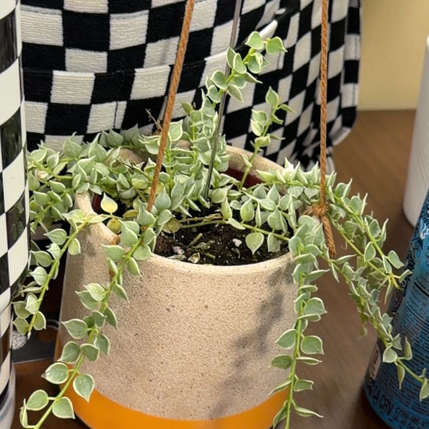 Photo of the plant species Million hearts by @FaultlessMayten named Sproutacus on Greg, the plant care app