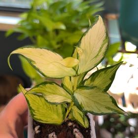 Photo of the plant species Fishtail Hoya by @FaultlessMayten named Anne on Greg, the plant care app
