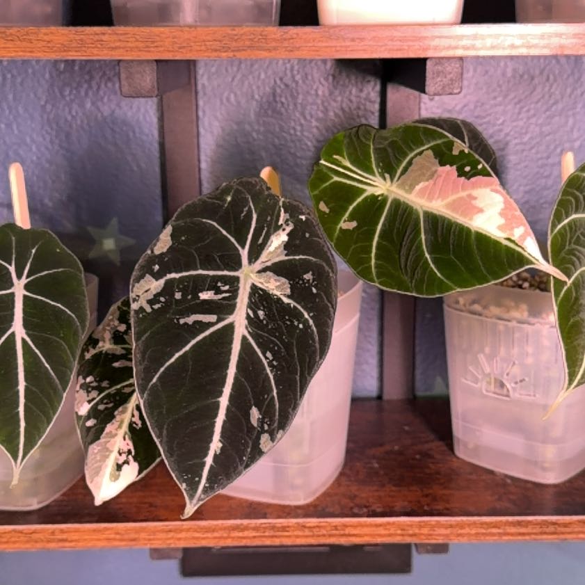 Photo of the plant species Alocasia Pink Black Velvet by @FaultlessMayten named Diana on Greg, the plant care app