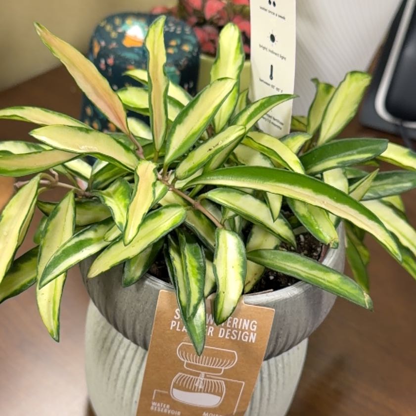 Photo of the plant species Hoya Wayetti by @FaultlessMayten named Xena on Greg, the plant care app