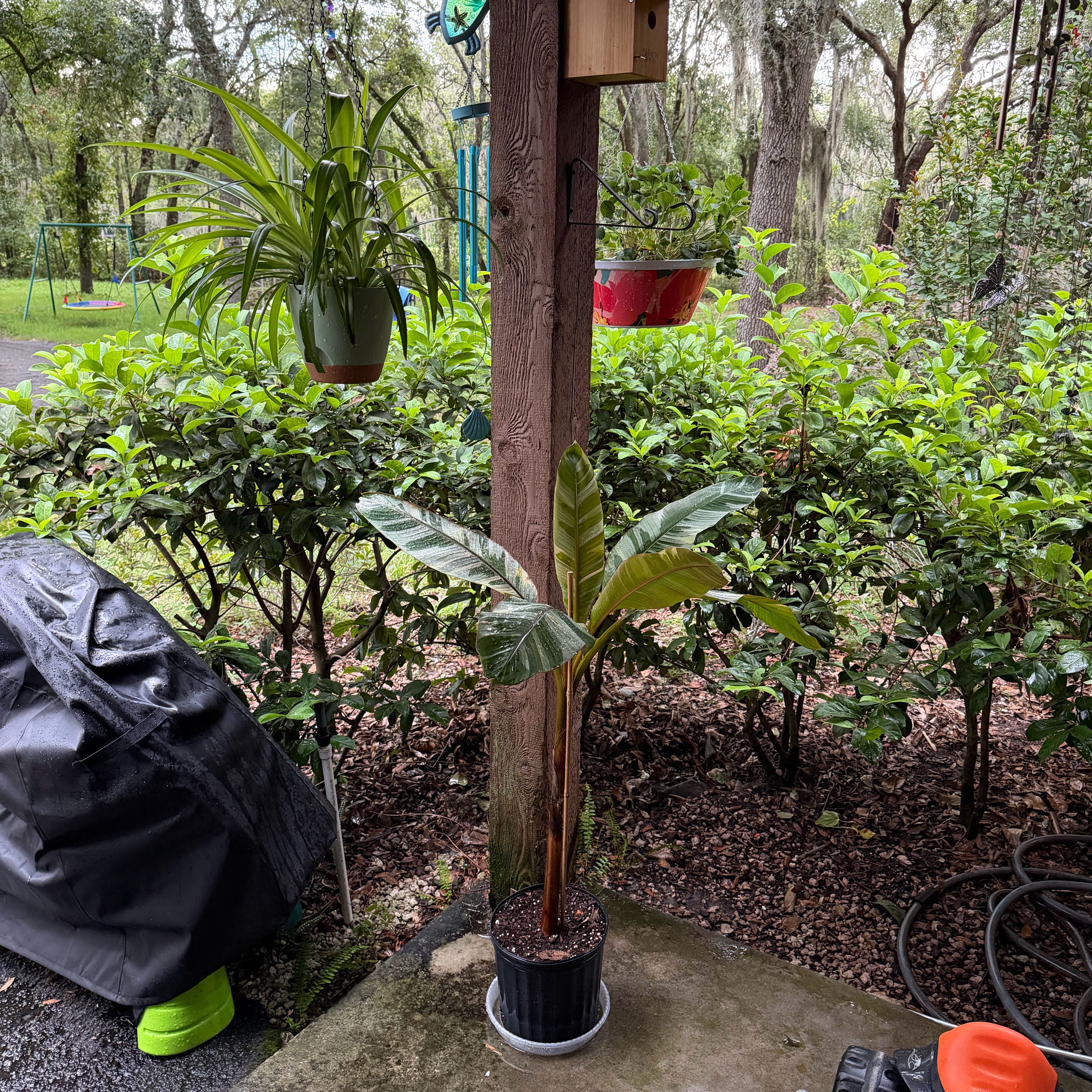 Photo of the plant species Pink Variegated Banana by @FaultlessMayten named Kylie on Greg, the plant care app