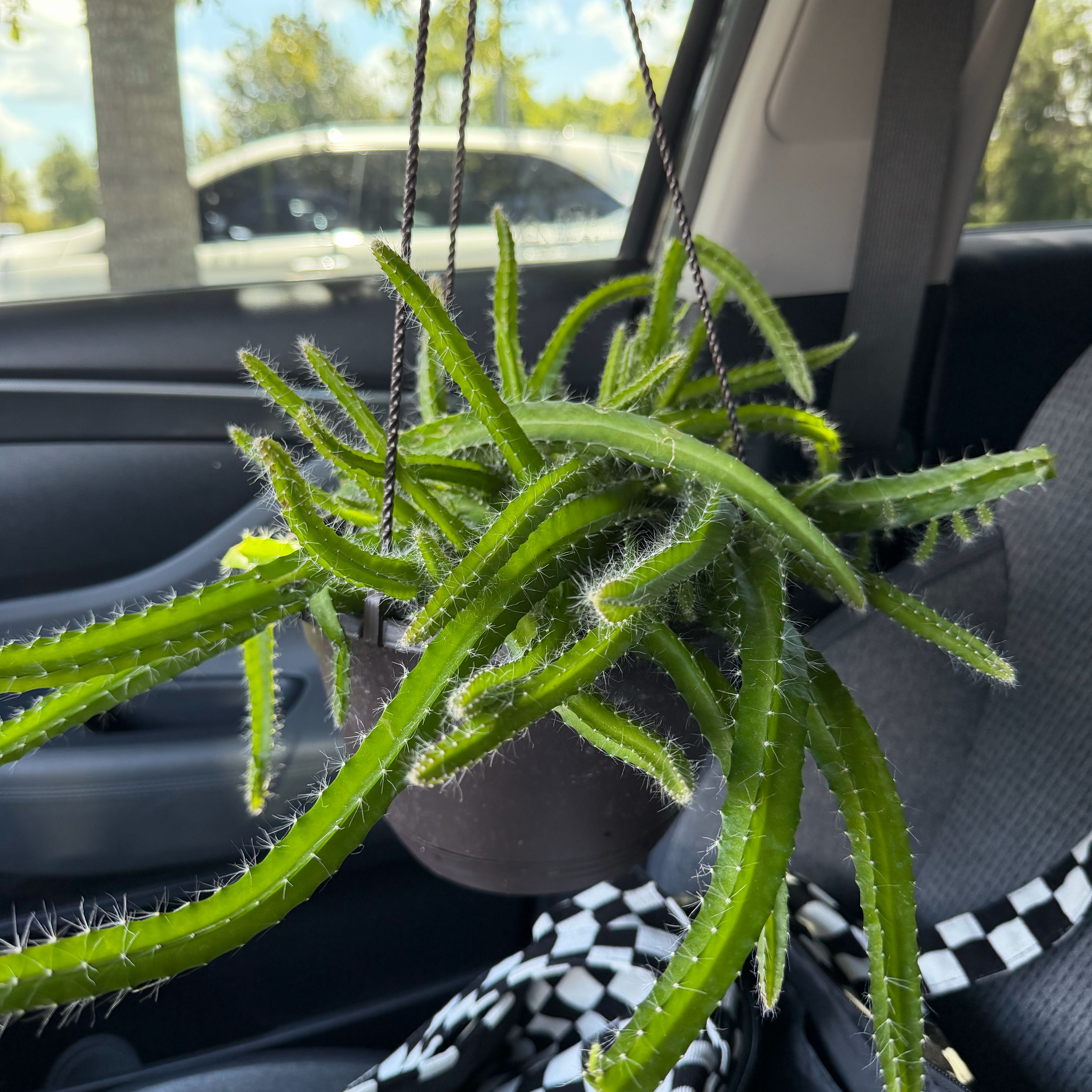 Photo of the plant species Dog Tail Cactus by @FaultlessMayten named Beyonce on Greg, the plant care app